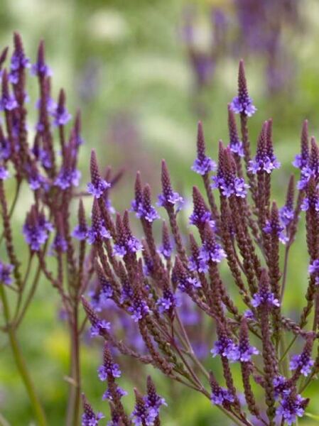 Verbena hastata / Eisenkraut