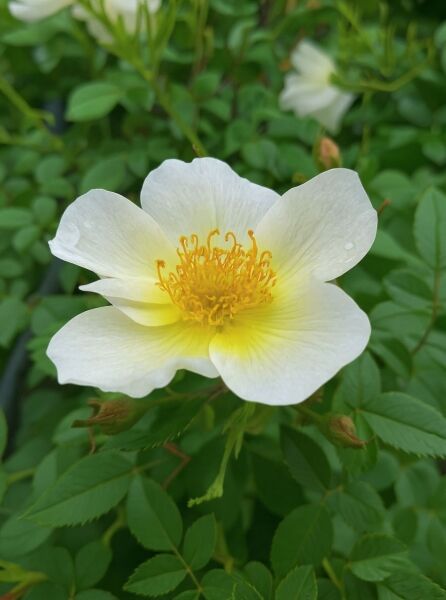 Rosa 'Sonnenröschen'® / Zwergrose 'Sonnenröschen'® mit cremeweißer Blüte und gelber Mitte, umgeben von grünem Laub