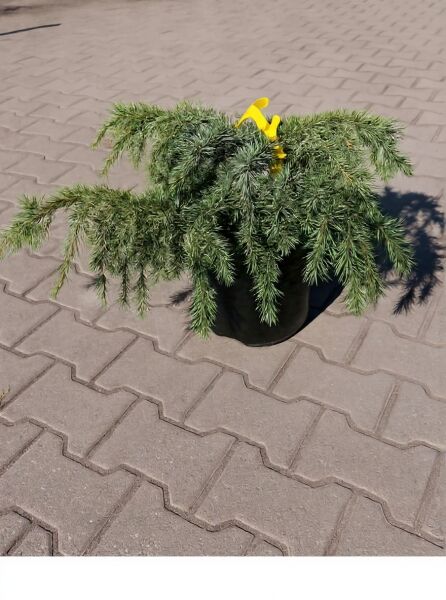 Himalaja-Zeder 'Feelin Blue' (Cedrus deodara) im Topf, blaugrüne, überhängende Nadeln, 40–50 cm breit, C5.