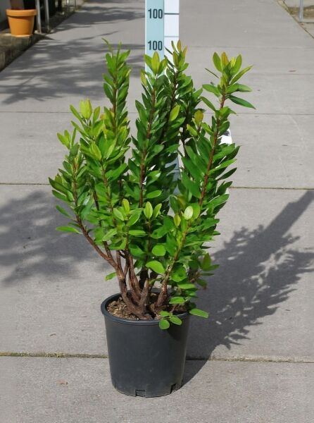 Westlicher Erdbeerbaum (Arbutus unedo) 60-80 cm C10, mehrstämmige Jungpflanze im schwarzen Topf mit grünen Blättern.