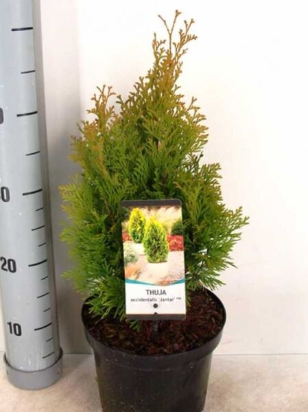 Thuja occidentalis 'Jantar' / Lebensbaum 'Jantar', im Topf C3, 30–40 cm, dicht verzweigter Nadelstrauch mit grün-gelbem Austrieb