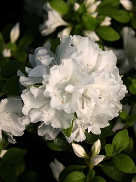 Japanische Azalee 'Tananami' / Rhododendron obtusum 'Tananami'