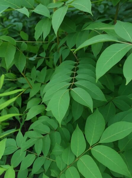 Tetradium daniellii (Euodia hupehensis) – Samthaarige Stinkesche/Bienenbaum/Honigesche Hochstamm 16-18 StU, Laubdetail