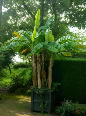 Winterharte Banane / Japanische Faserbanane - Musa basjoo - Baumschule  NewGarden
