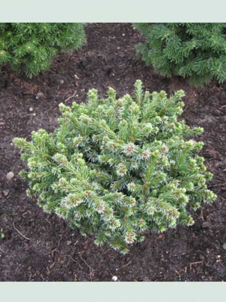 Serbische Zwerg-Fichte 'Pimoko' / Picea omorika 'Pimoko'