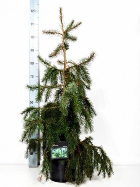 Picea breweriana (Mähnen-Fichte/Siskiyou-Fichte) 60-80 cm C5, junger Nadelbaum im Container mit überhängenden Zweigen