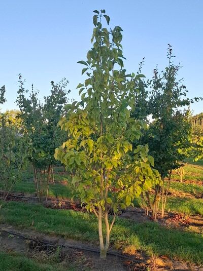 Magnolie 'Yellow Bird' / Magnolia brooklynensis 'Yellow Bird'