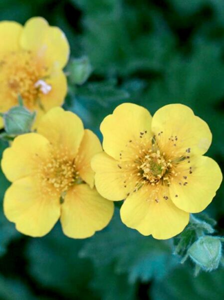 Geum montanum Diana  /