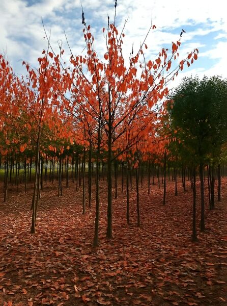 Prunus sargentii (Scharlach-Kirsche) Hochstamm 20-25 StU, Baum mit rotem Herbstlaub und schlankem Stamm im Feld.