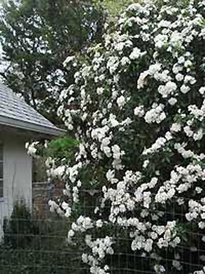 Oster-Schneeball / Duft-Schneeball / Viburnum burkwoodii