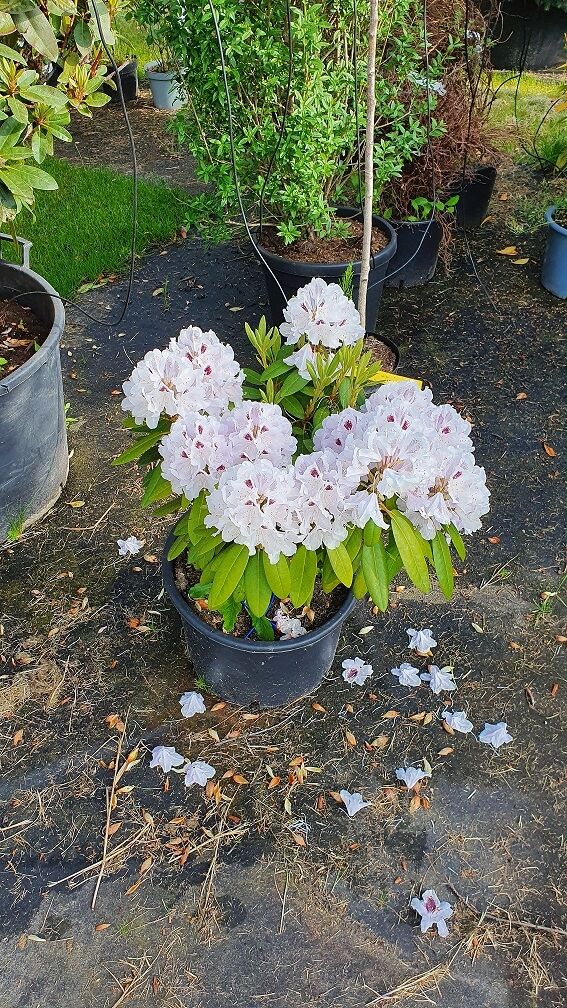 Rhododendron 'Calsap' - Rhododendron Hybride 'Calsap' - Baumschule NewGarden