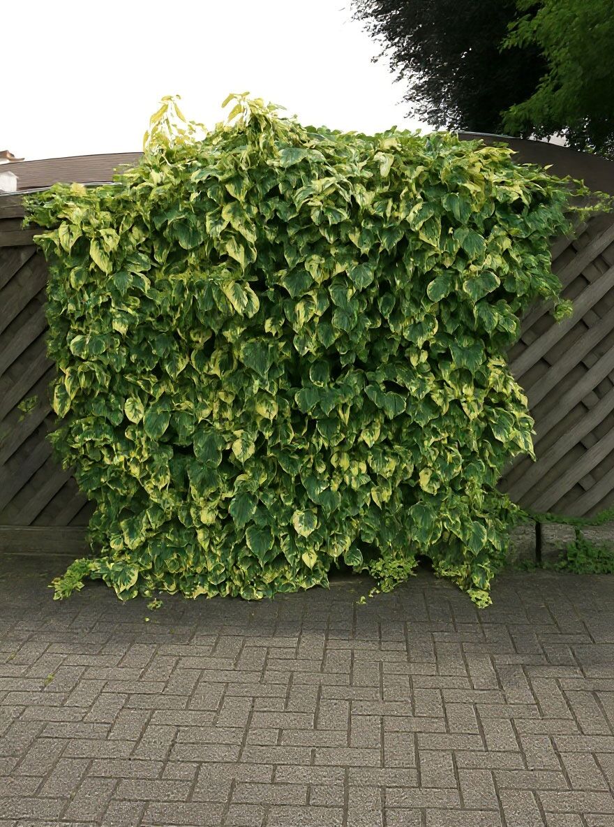 glanzmispel ohne beeren Glanzmispel Red Robin (Photinia x fraseri 'Red Robin') | 125-150 cm mit  Wurzelballen