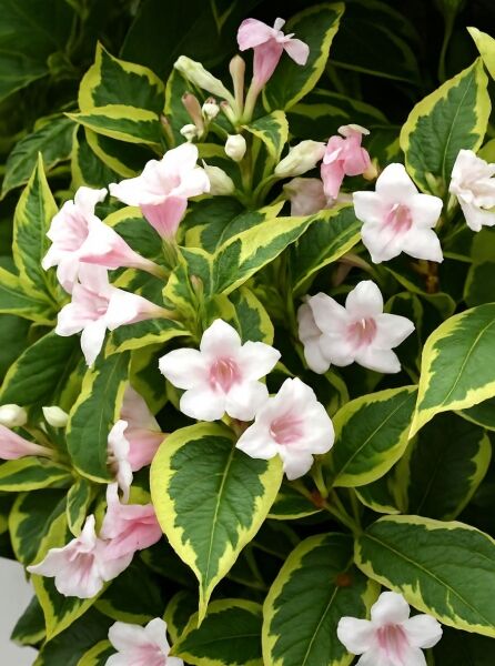 Liebliche Weigelie (Weigela florida) 'Nana Variegata' mit rosa Blüten und grün-gelb panaschierten Blättern
