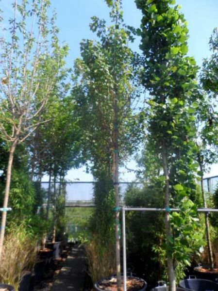 Rot-Ahorn Acer rubrum 'Morgan', Hochstamm 14-16 StU im Container, Baum mit rundlicher Krone und grünem Laub.