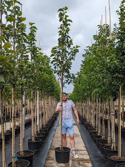 Magnolia 'Galaxy' / Großblumige Magnolie 'Galaxy' Hochstamm im Container, 10–12 StU, junger Baum mit grünem Laub.