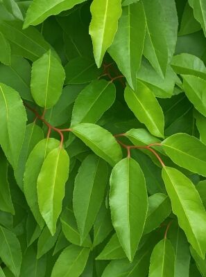 Kirschlorbeer / Prunus laurocerasus gnstig kaufen