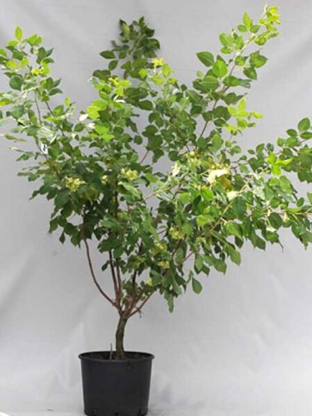 Klee-Ulme / Lederstrauch / Klee-Ulme / Lederstrauch