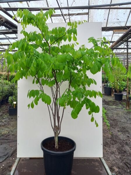 Amerikanisches Gelbholz / Amerikanisches Gelbholz