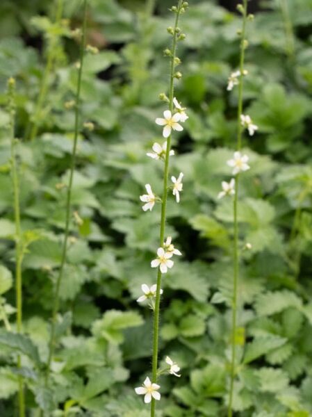 Kleiner Odermennig &#039;Alba&#039; / Agrimonia eupatoria &#039;Alba&#039;