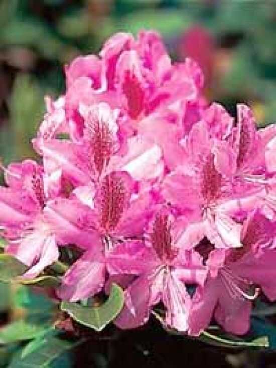 Rhododendron 'Rocket' / Rhododendron Hybride 'Rocket' günstig kaufen