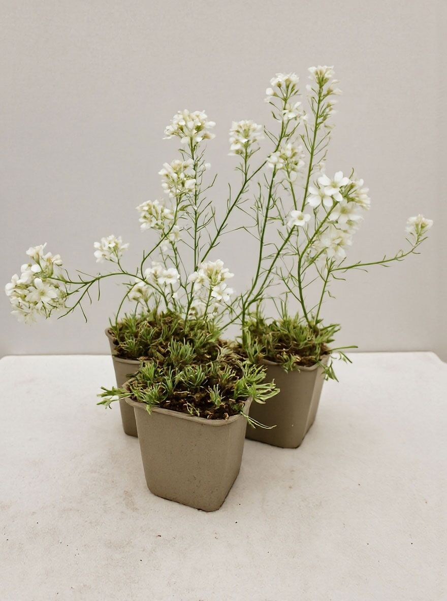knstliche orchidee kaufen Knstliche Orchidee - Bo