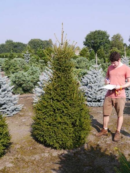 Picea orientalis 'Gracilis' / Orient-Fichte 'Gracilis' 200-250 cm m. Db., konisch wachsender Nadelbaum im Feldbestand