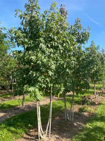 Amerikanischer Amberbaum / Guldenbaum 'mehrstämmig' / Liquidambar styraciflua