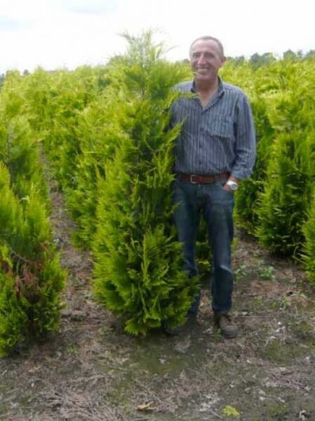 gelbe Scheinzypresse 'Ivonne' / gelbe Scheinzypresse 'Ivonne'