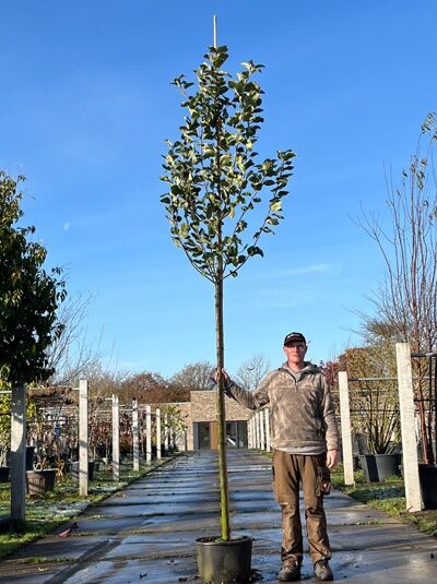 Malus domestica 'Ananasrenette' / Apfel 'Ananasrenette' Hochstamm 12-14 StU im Container als junger Baum mit Stamm und Krone