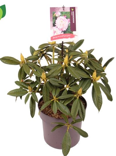 Rhododendron 'Brigitte' / Rhododendron insigne 'Brigitte'