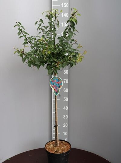 Japanische Zier-Aprikose 'Beni-shidare' / Prunus mume 'Beni-shidare' / 'Beni Shidori'