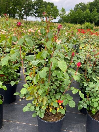 Rosa 'Tiamo' ® / Edelrose 'Tiamo' ® C5, Rosenpflanze im Topf mit grünen Blättern und roten Knospen