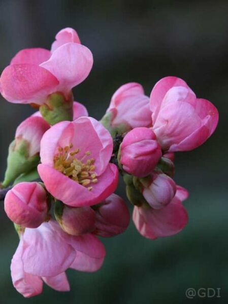 Zierquitte Chaenomeles superba 'Pink Lady' mit rosa Blüten und Knospen in Nahaufnahme