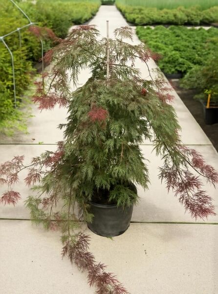 Dunkelroter Schlitz-Ahorn Acer palmatum 'Dissectum Garnet', 100-125 cm, im Container C35, mit fein geschlitztem Laub.