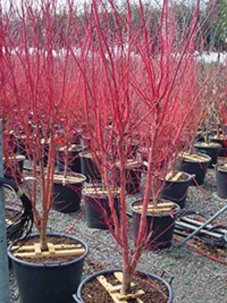 Acer palmatum 'Red Wood' / Japanischer Fächerahorn 'Red Wood'