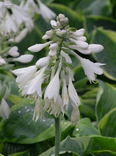 Blaue Gelbrand-Funkie &#039;France Williams&#039; / Hosta sieboldiana &#039;France Williams&#039;