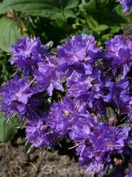 Zwergrhododendron 'Azurika' / Rhododendron impeditum 'Azurika'