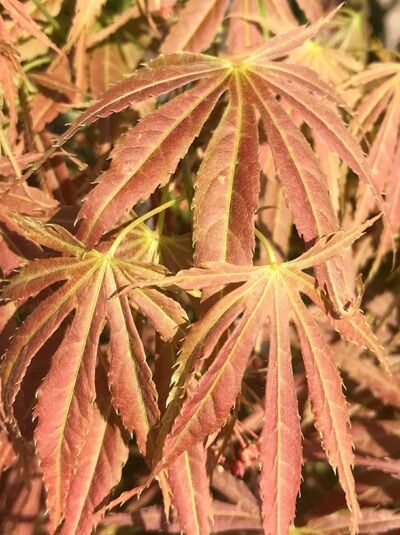 Fächerahorn 'Kinran' - Acer palmatum 'Kinran'