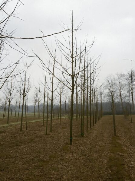 Ginkgo biloba (Ginkgobaum/Fächerblattbaum) Hochstamm 25–30 StU mit Drahtballen, im Feld gepflanzt, ohne Laub
