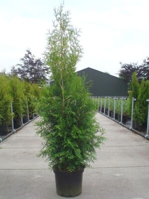 Große Thuja / Lebensbäume ab 300cm Größe günstig kaufen