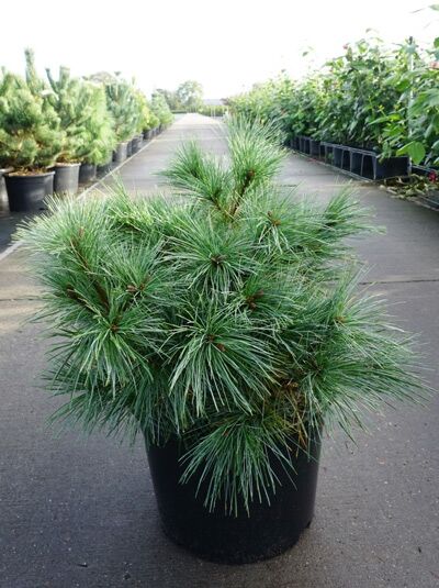 Weymouths-Kiefer 'Radiata' / Weymouths-Kiefer 'Radiata'