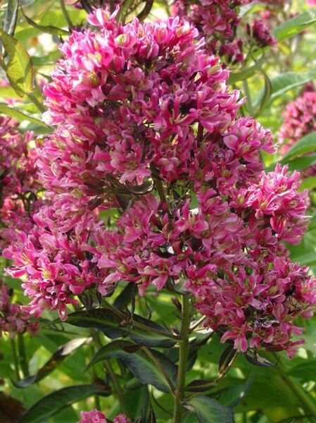 Großblättrige Flammenblume 'Natural Feelings ®' / Phlox paniculata 'Natural Feelings ®'
