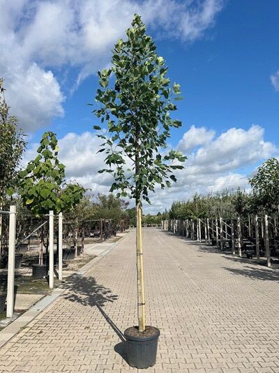 Goldgelber Tulpenbaum Hochstamm (Liriodendron tulipifera 'Aureomarginatum') im Container, schlanker Stamm mit grüner Krone.