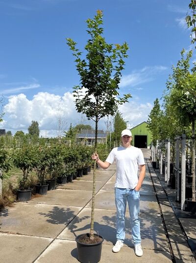 Spitz-Ahorn 'Columnare' (Acer platanoides 'Columnare') Hochstamm im Container, säulenförmige Krone, 10-12 StU