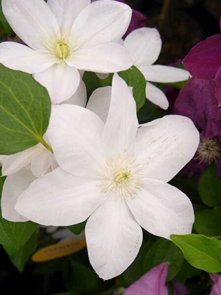 Waldrebe 'Shirayukihime' / Clematis 'Shirayukihime'