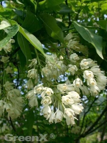 Staphylea colchica / Kolchische Pimpernuss / Klappernuss