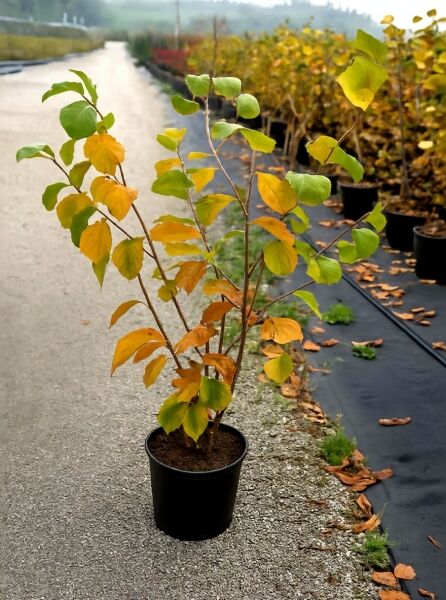 Hamamelis intermedia 'Diane' / Zaubernuss 'Diane' 60-80 cm C7 im schwarzen Topf, mehrtriebiger Strauch mit gelbgrünem Laub.