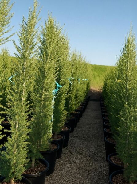 Säulen-Libanon-Zeder (Cedrus libani 'Fastigiata') 175-200 cm, im Container C50, schlank aufrecht wachsend, in Reihe im Topf.