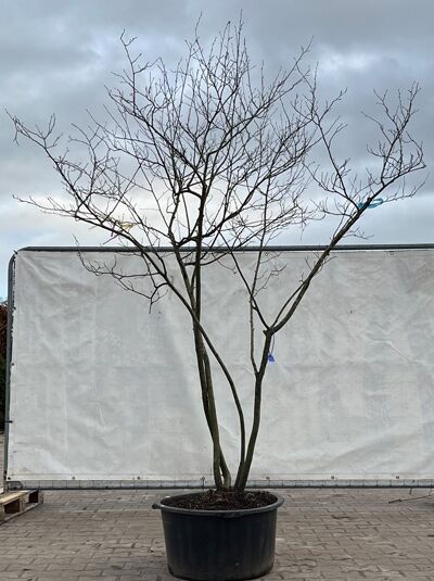 Kupfer-Felsenbirne 200 - 250 cm Schirmform / Amelanchier lamarckii (874885)