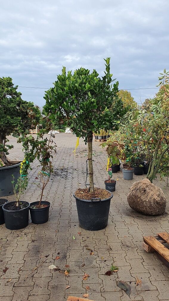 Japanischer Spindelstrauch - Euonymus japonicus - Baumschule NewGarden